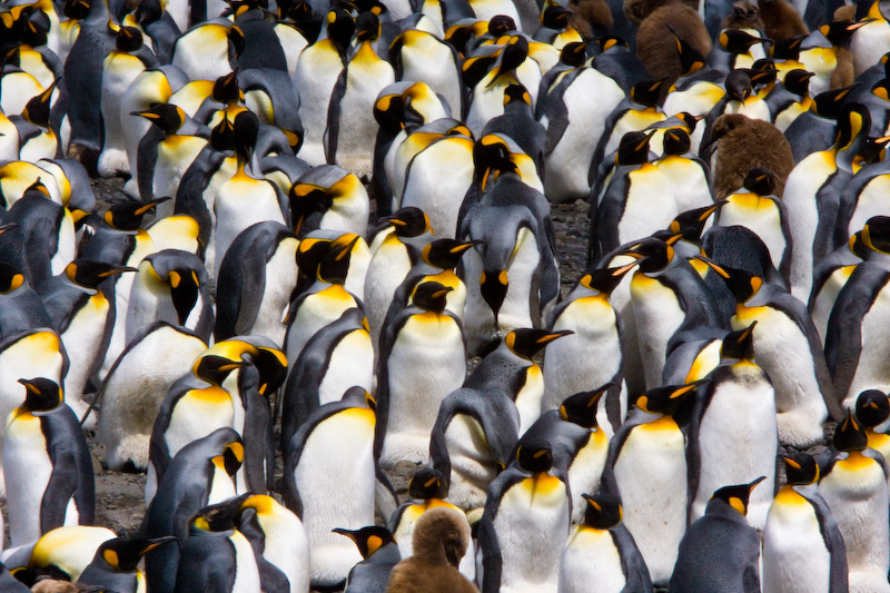 King Penguin Colony